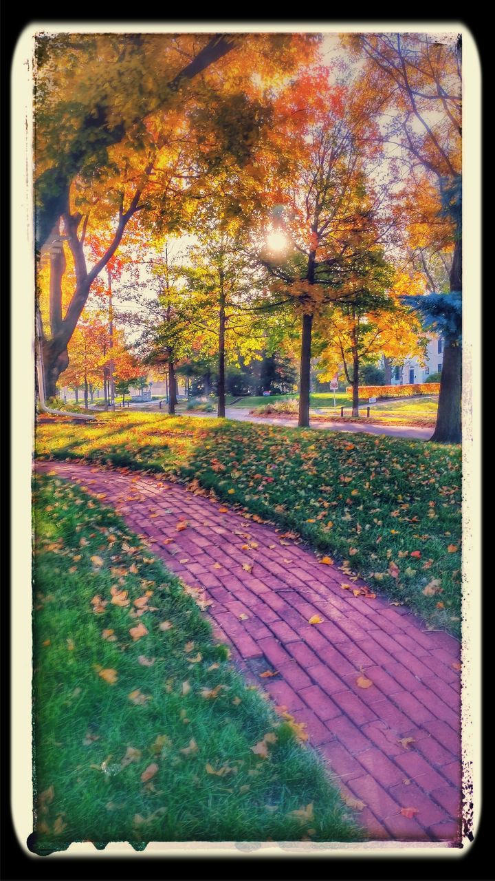 transfer print, tree, auto post production filter, park - man made space, autumn, grass, tranquility, nature, growth, park, footpath, day, outdoors, tree trunk, change, no people, branch, fence, season, sunlight