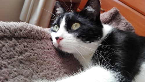 Close-up portrait of cat at home