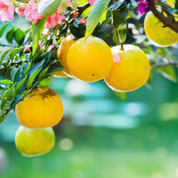 Close-up of oranges growing on tree