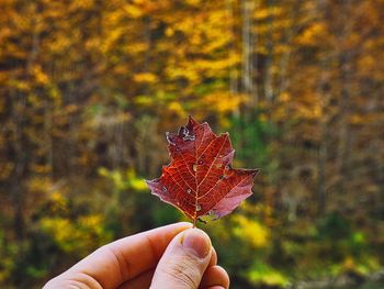 Close-up of hand holding maple leaves