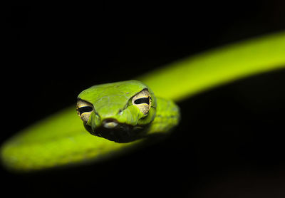 Close-up of green snake on black background