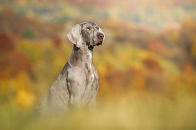 Close-up of a dog looking away