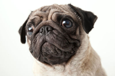 Close-up portrait of a dog over white background