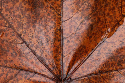 Full frame shot of brown maple leaf at autumn