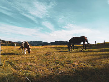 Horses in nature by sunset