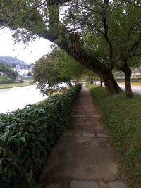 View of trees along pond