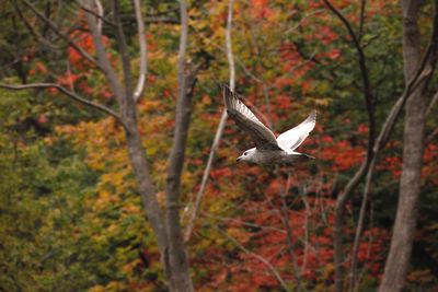 Bird flying in a forest