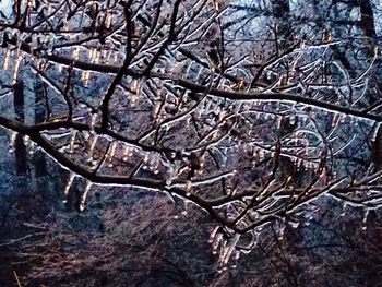 Bare trees against sky