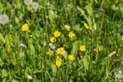 Close-up of yellow flowering plants on field