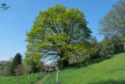 plant