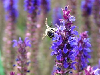 Close-up of bee pollinating on lavender