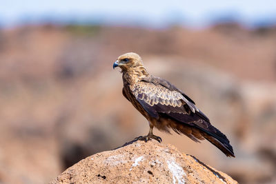 Close-up of bird perching on rock