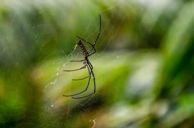 Close-up of spider on web