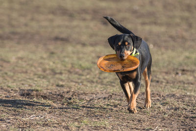 Close-up of dog on field