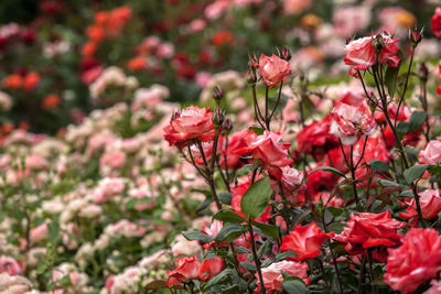 Close-up of pink flowers