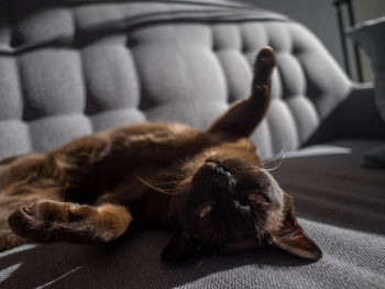 View of cat resting at home