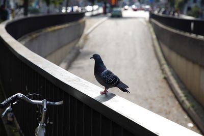 Bird perching on railing