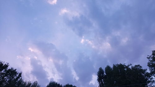 Low angle view of trees against sky