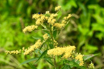 Close-up of yellow flowering plant