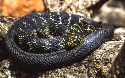 Close-up of snake