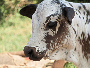 Close-up of cow