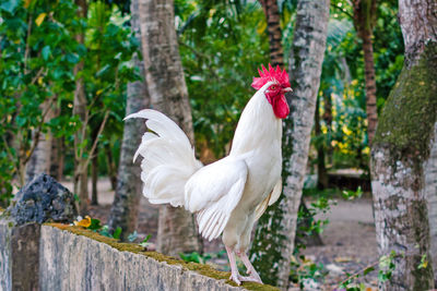 View of a bird on tree trunk