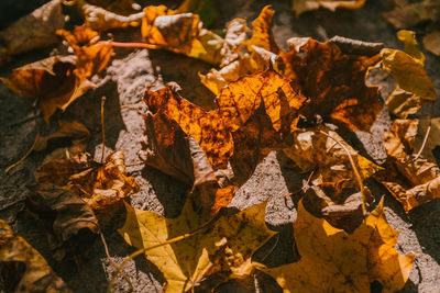 Close-up of autumn leaves