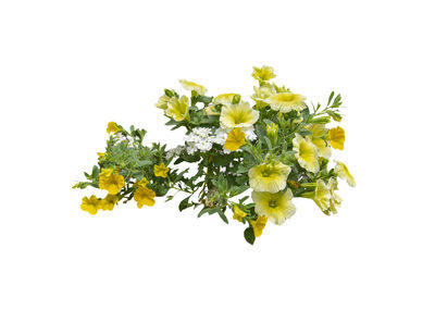 Close-up of yellow flowering plant against white background