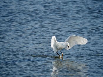 View of birds in sea