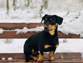 Teckel shorthaired adult sitting on a bench covered