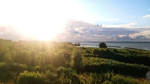 Sun shining through trees on landscape