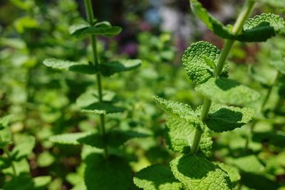 Close-up of fresh green plant