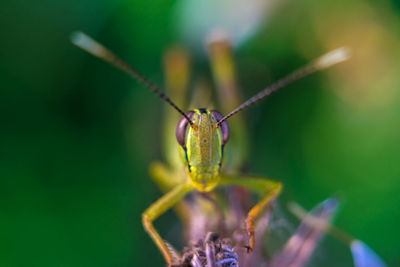 Close-up of grasshopper on plant