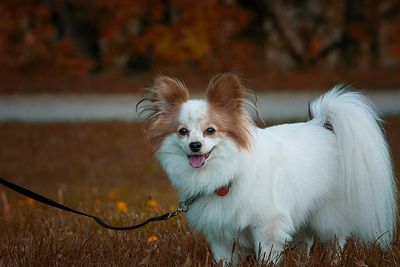 Close-up of dog