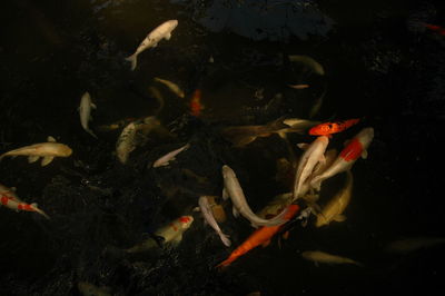 High angle view of koi carps swimming in water