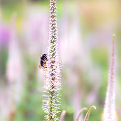 Close-up of bee pollinating on flower