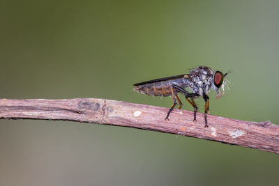 Close-up of insect perching on wood