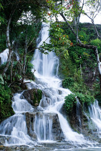 Scenic view of waterfall in forest