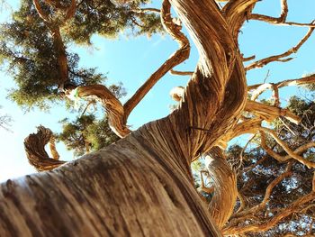 Low angle view of tree trunk against sky