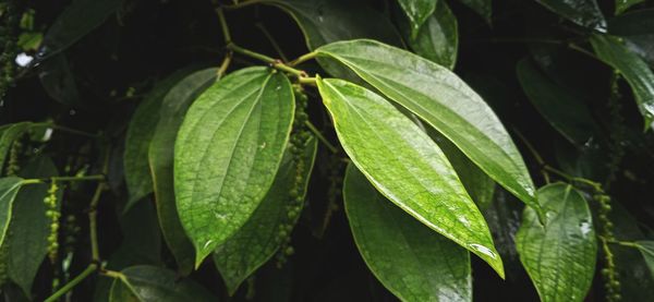 Close-up of wet plant leaves