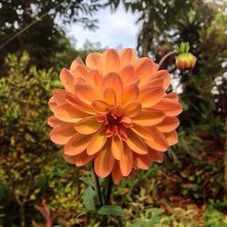 Close-up of pink flower blooming outdoors