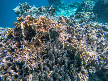 undersea