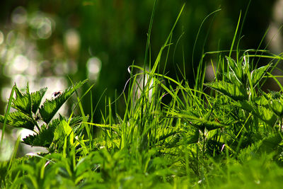 Close-up of fresh green grass in field