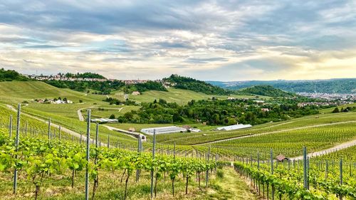 Scenic view of agricultural field against sky