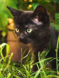 Close-up portrait of a cat