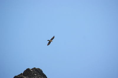 Low angle view of bird flying