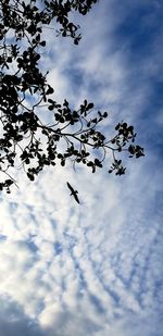 Low angle view of birds flying against sky