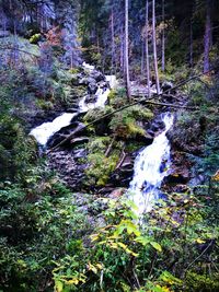 Scenic view of waterfall in forest