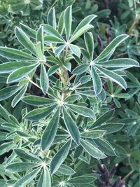 High angle view of plant growing on field