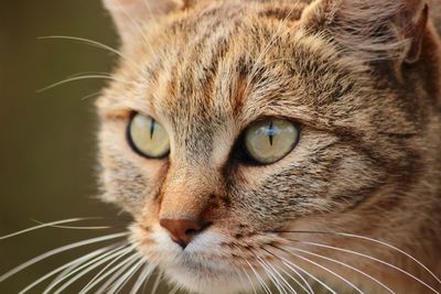 Close-up of brown cat looking away